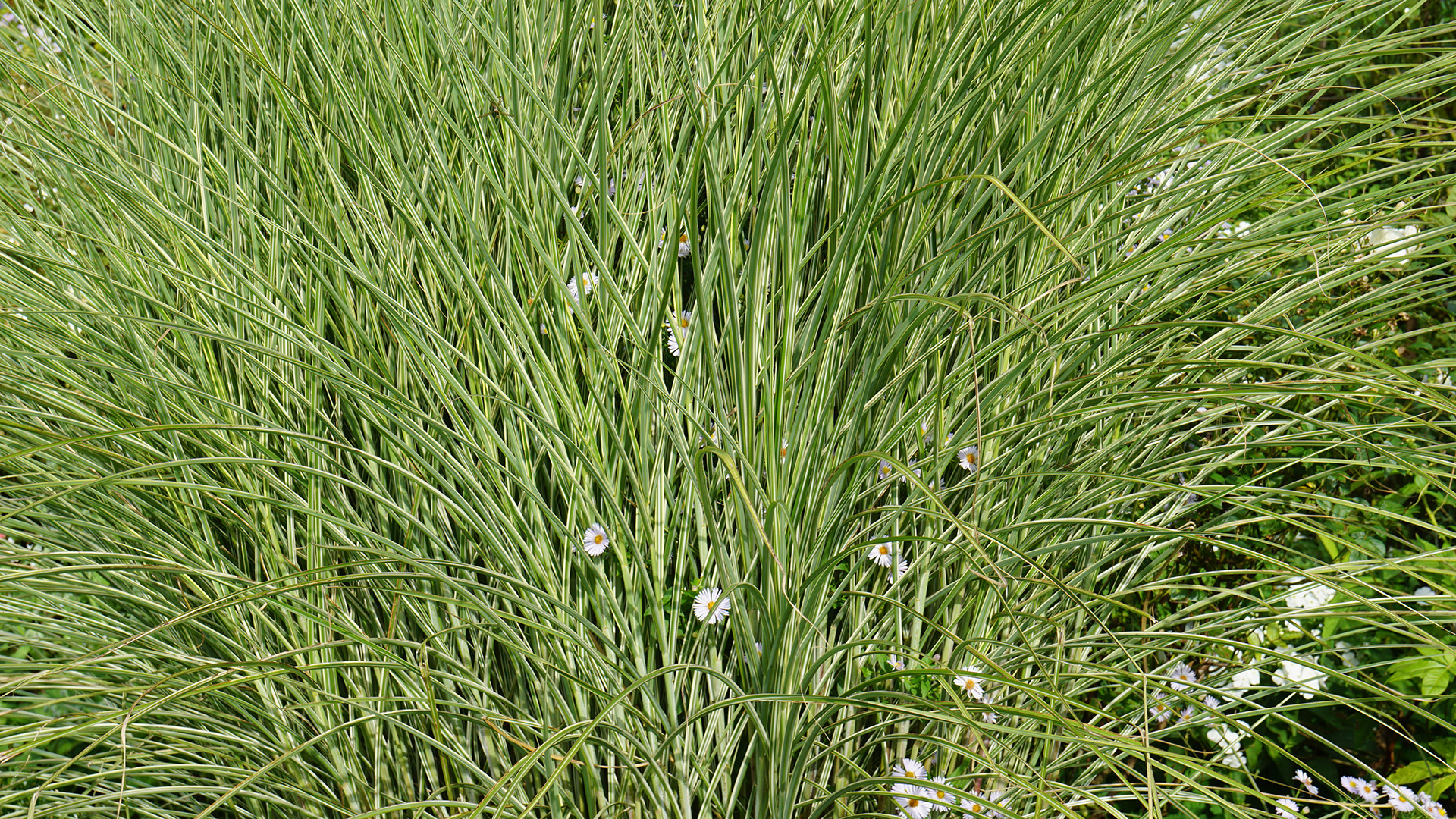 Nachhaltige Wege zur Papiergewinnung ©stapag Graswiese mit Blumen als Beispiel für Nachhaltige Wege zur Papiergewinnung