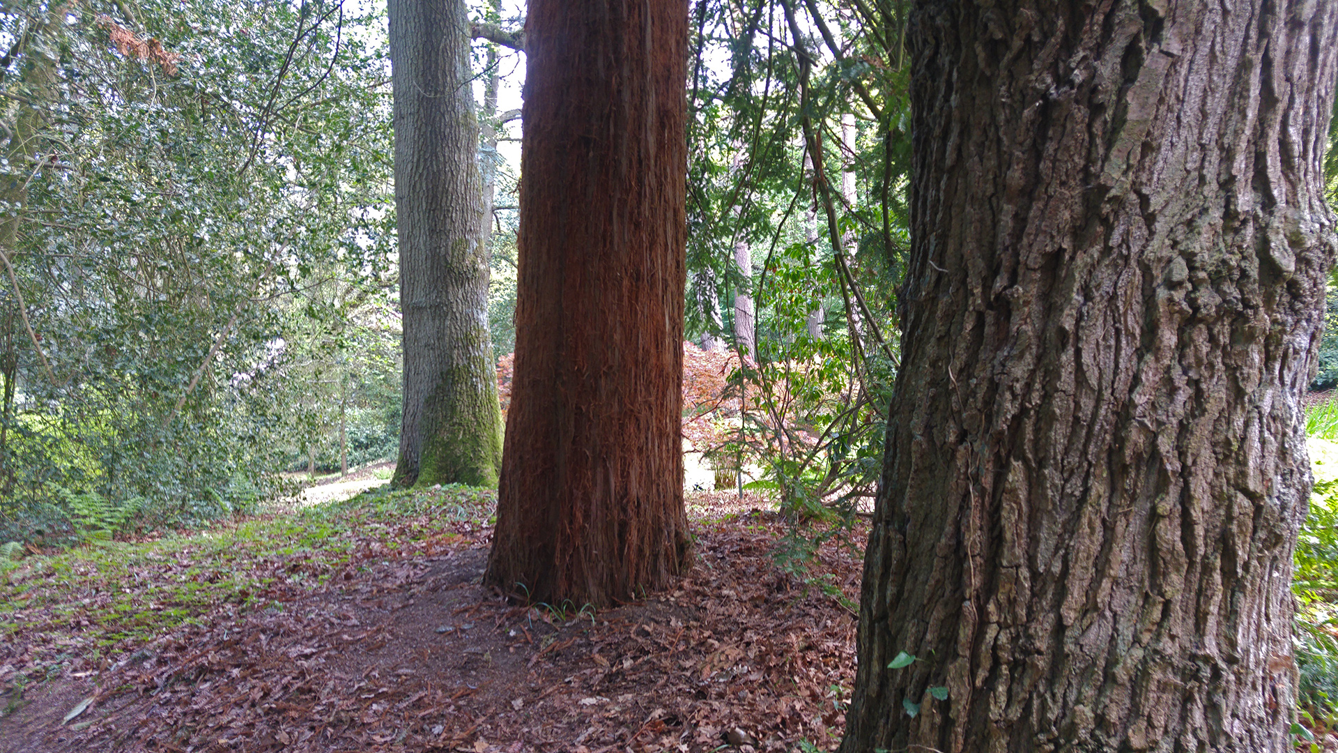 Das Rindenprofil dreier alter Bäume